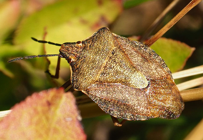 Carpocoris melanocerus